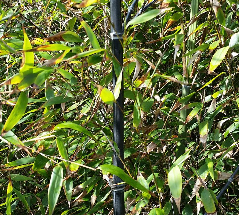 Black Bamboo