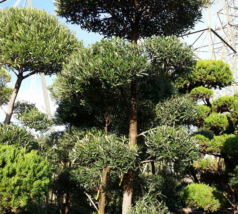 Olive Tree