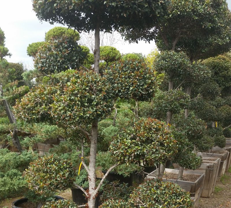 Eugenia Compact