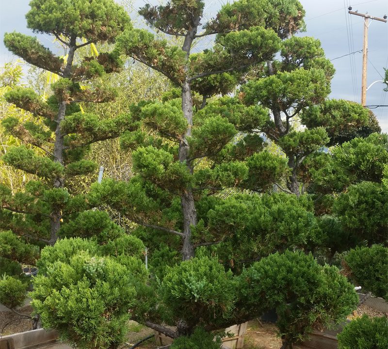 Hollywood Juniper
