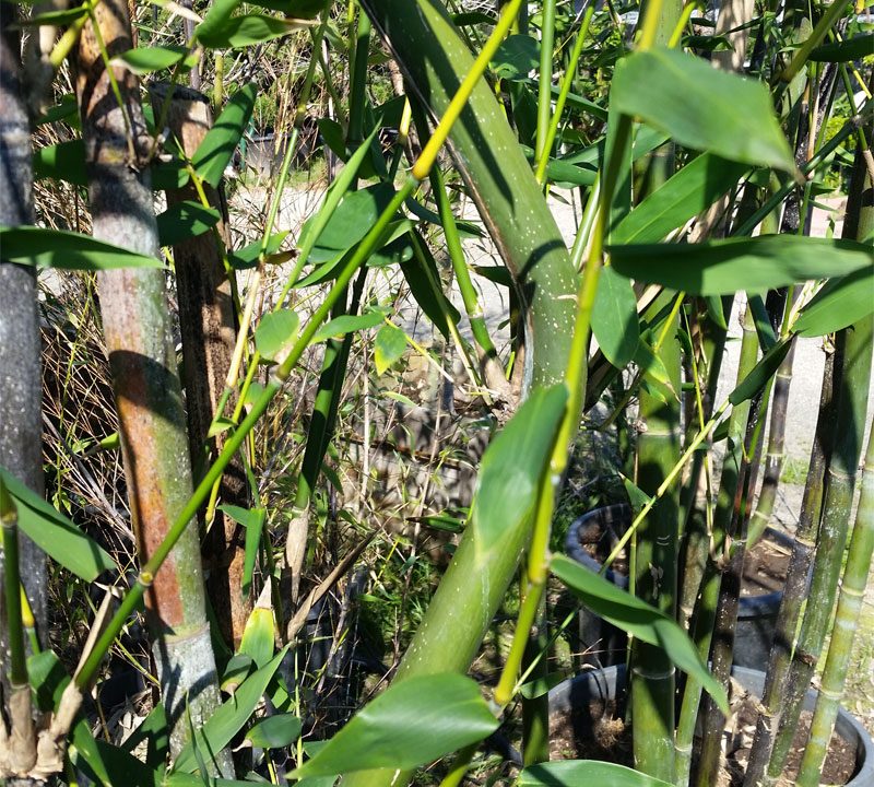 Giant Bamboo