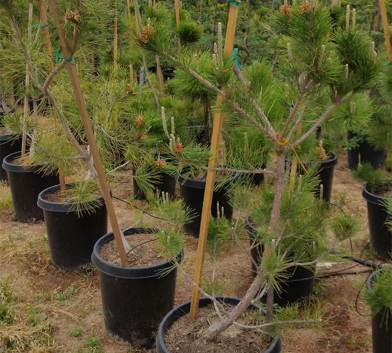 Japanese Black Pine