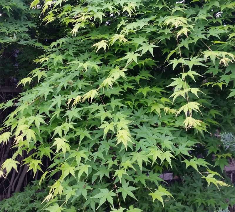 Japanese Maple