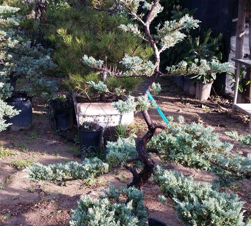 Juniper Prostrata